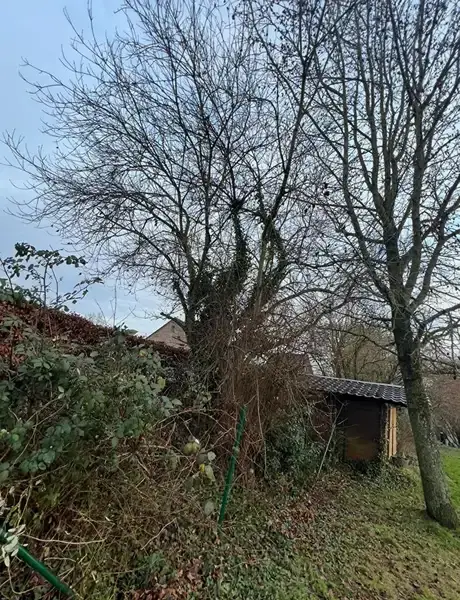 Abattage & élagage d’arbres