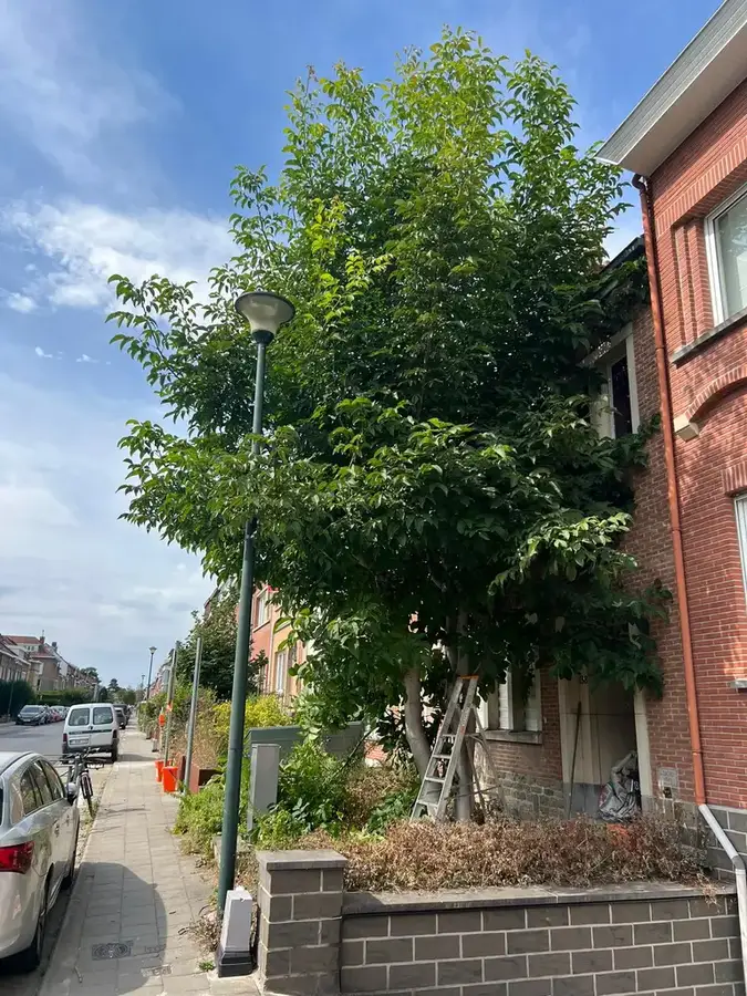 Abattage & élagage d’arbres