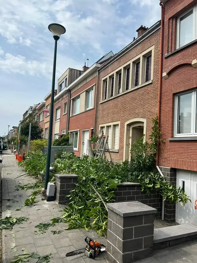 Abattage & élagage d’arbres